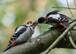 Дятел кормит своего птенца