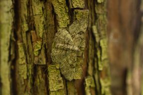 Butterfly on tree bark