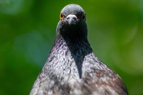 Pigeon