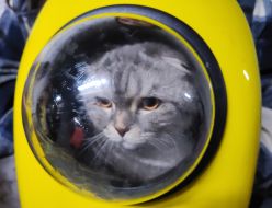 A cat in a special carrier with a round window in the shelter of the NAU dormitory (now the Kyiv Aviation Institute) during a massive attack in Kyiv