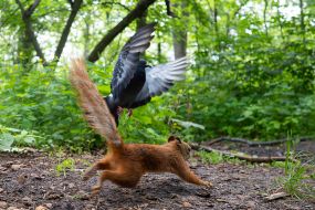 Squirrel and pigeon