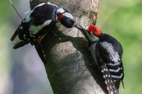 Дятлы на дереве