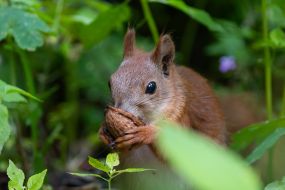 A squirrel in the park