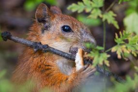 A squirrel in the park