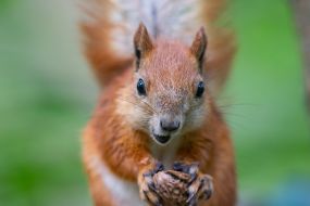A squirrel in the park