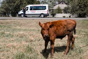 A calf in the background of an evacuation van of the East SOS organization