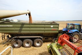 Harvesting wheat