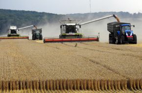 Harvesting wheat
