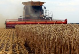 Harvesting wheat