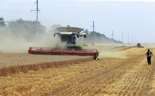 Harvesting wheat