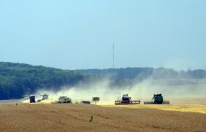Harvesting wheat