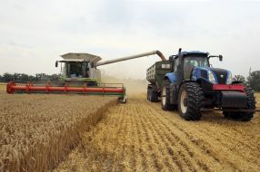 Harvesting wheat