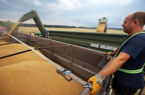 Harvesting wheat