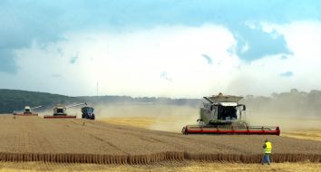 Harvesting wheat