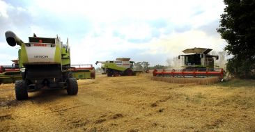 Harvesting wheat