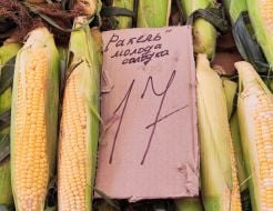 Price of corn in Kyiv