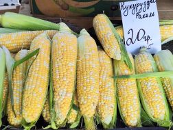 Price of corn in Kyiv