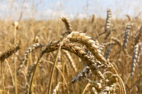 Ears of wheat in a field