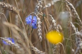 Ears of wheat in a field