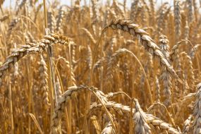 Ears of wheat in a field