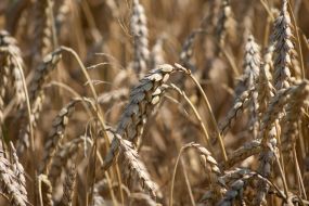 Ears of wheat in a field
