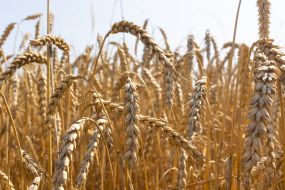 Ears of wheat in a field
