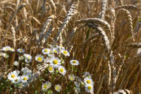 Ears of wheat in a field