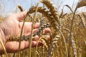 Ears of wheat in a field