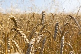 Ears of wheat in a field