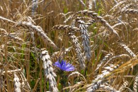 Ears of wheat in a field