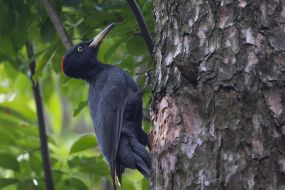 Желна или чёрный дятел
