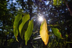 A ray of sunlight shines through the branches