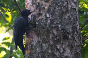 Желна или чёрный дятел