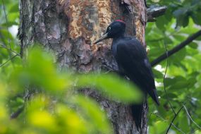 Желна или чёрный дятел