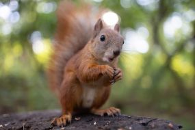 A squirrel in the park