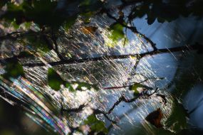spider web