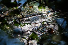 spider web