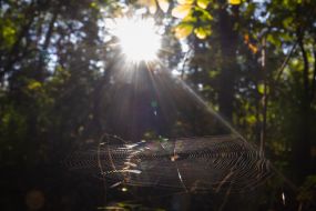 spider web