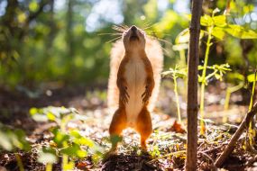 A squirrel in the park