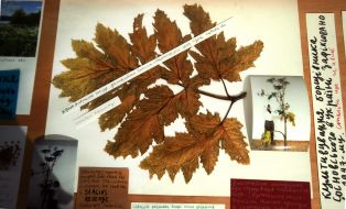 Инсталляция "Папа, я в Одессе!" (2024 год) художницы Алевтины Кахидзе