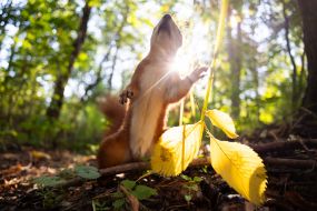 A squirrel in the park