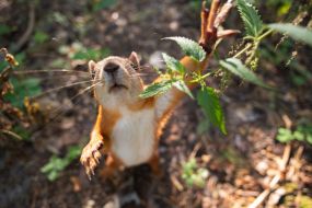 A squirrel in the park