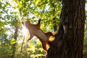 A squirrel in the park