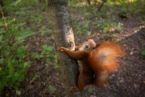 A squirrel in the park