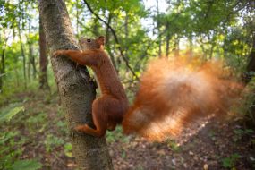 A squirrel in the park
