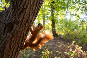 A squirrel in the park