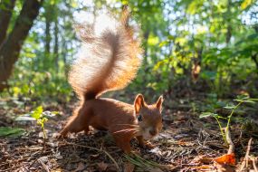 A squirrel in the park
