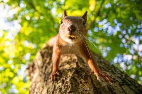 A squirrel in the park
