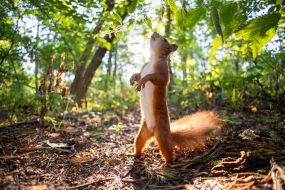 A squirrel in the park