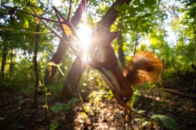 A squirrel in the park
